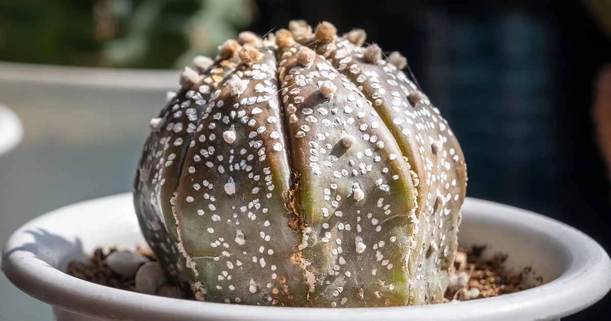 Mueve tu Cactus 50 cm: el truco de los 30 segundos para salvar tus Plantas suculentas del sol - image 1