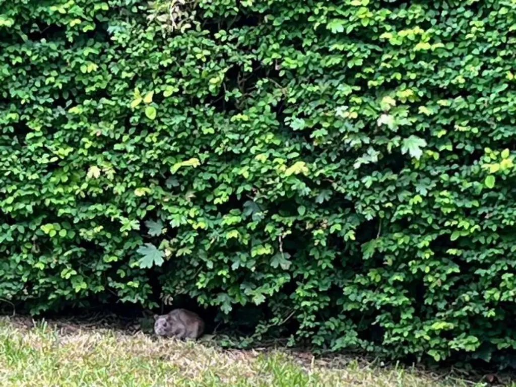 Municipio de Hatten y las Ratas (Rattus): el error en tu jardín que las atrae