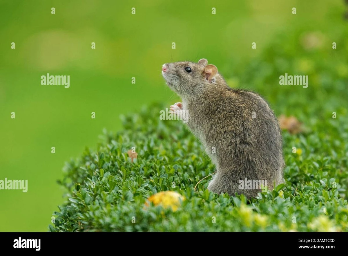 Municipio de Hatten y las Ratas (Rattus): el error en tu jardín que las atrae - image 1