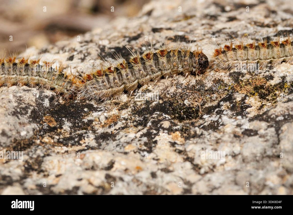 Municipio de Kazanlak: el método para frenar la Procesionaria del pino (Thaumetopoea pityocampa) - image 1