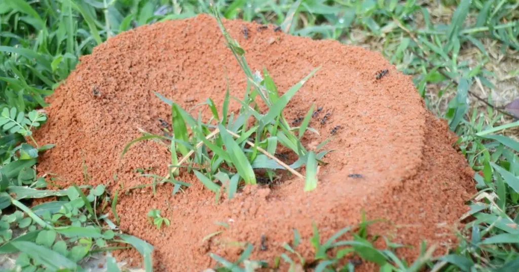 Nido de hormigas en el jardín: por qué no debes eliminar cada hormiga este 2026