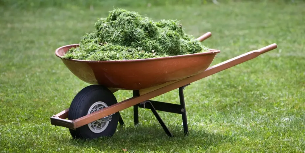 No tires los recortes de césped: el truco del Nitrógeno para ahorrar