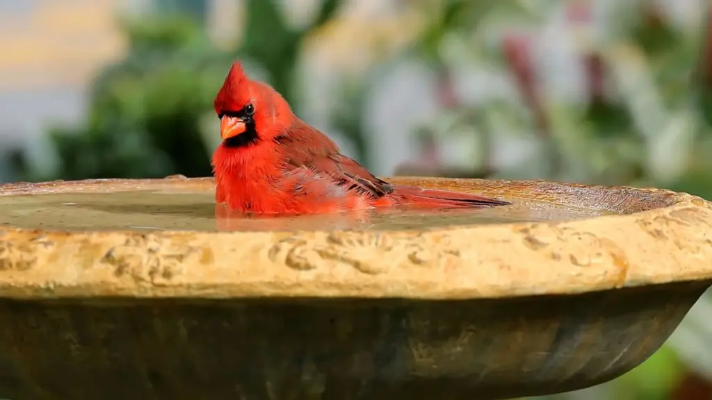 Ola de calor: el truco del bebedero para pájaros que llenará de vida tu jardín