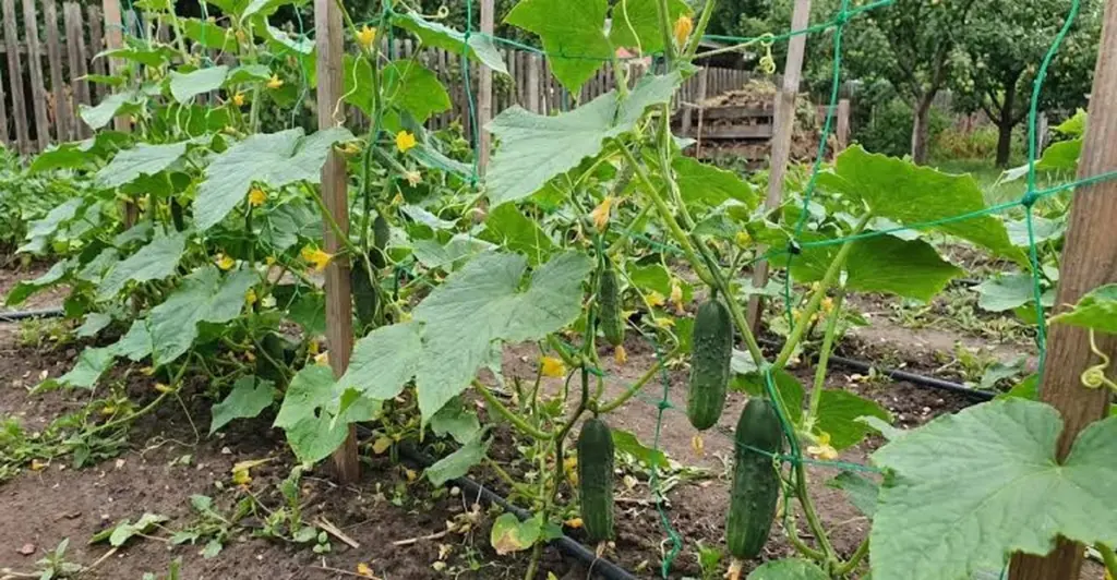 Olas de calor: el truco de 5 cm para salvar tu Pepino (Cucumis sativus)