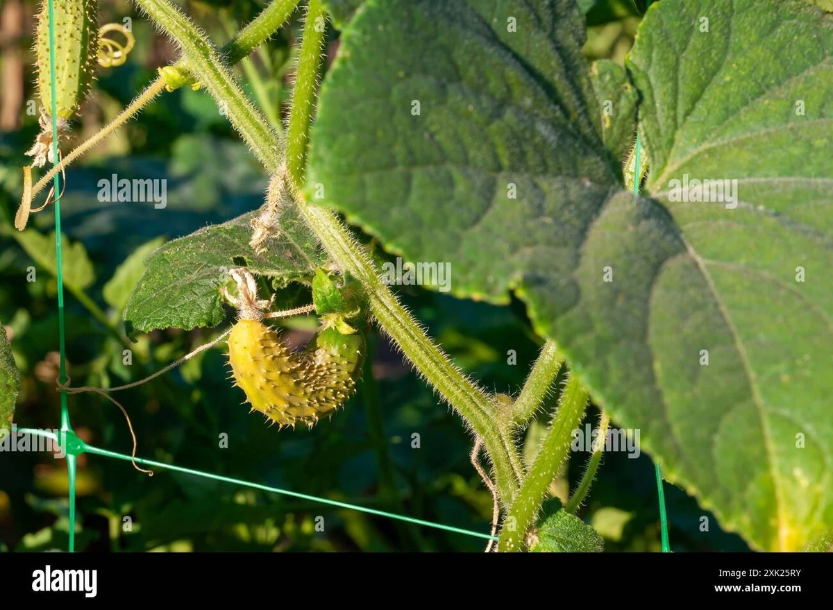 Olas de calor: el truco de 5 cm para salvar tu Pepino (Cucumis sativus) - image 1