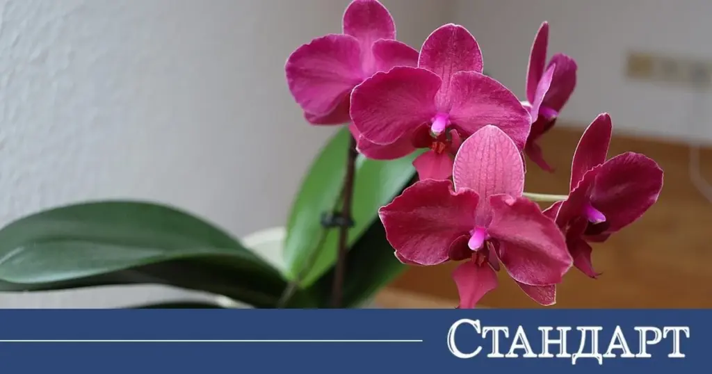 Orquídea Phalaenopsis en junio: el truco de expertos para evitar hojas amarillas