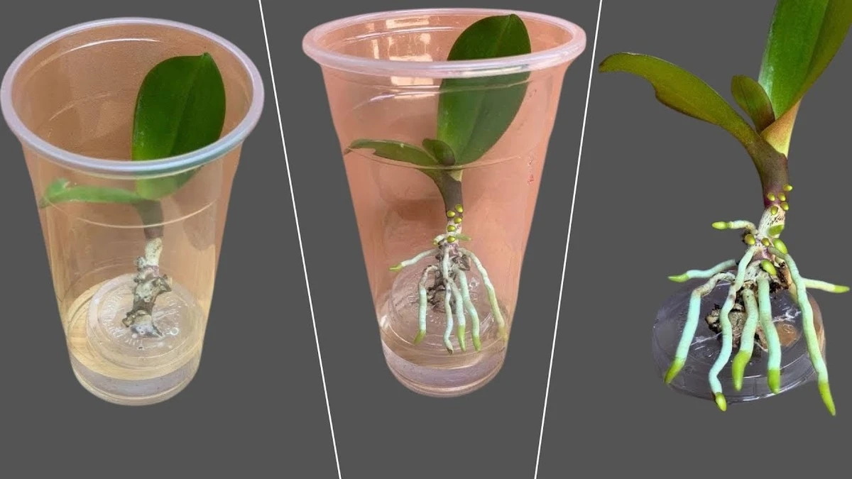 Orquídea siempre viva: el truco de Rui Antunes para no ahogarla jamás - image 1