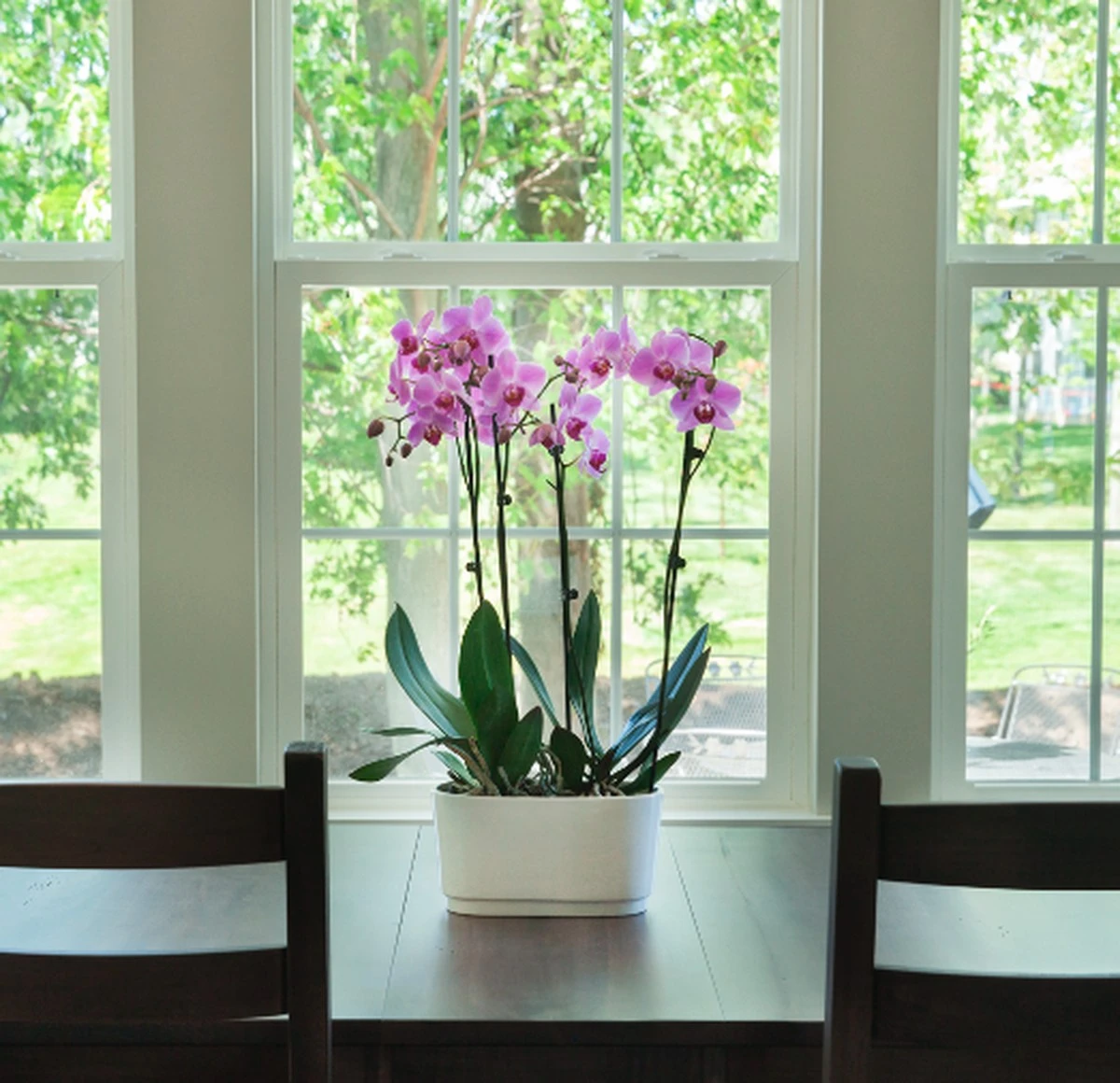 Orquídea sin flores: el truco del nudo para que tu Phalaenopsis explote de color - image 1