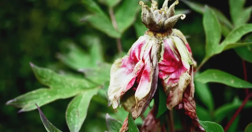 Paeonia (Pfingstrosen) y Paeonia lactiflora: el truco de expertos para salvarlas del calor