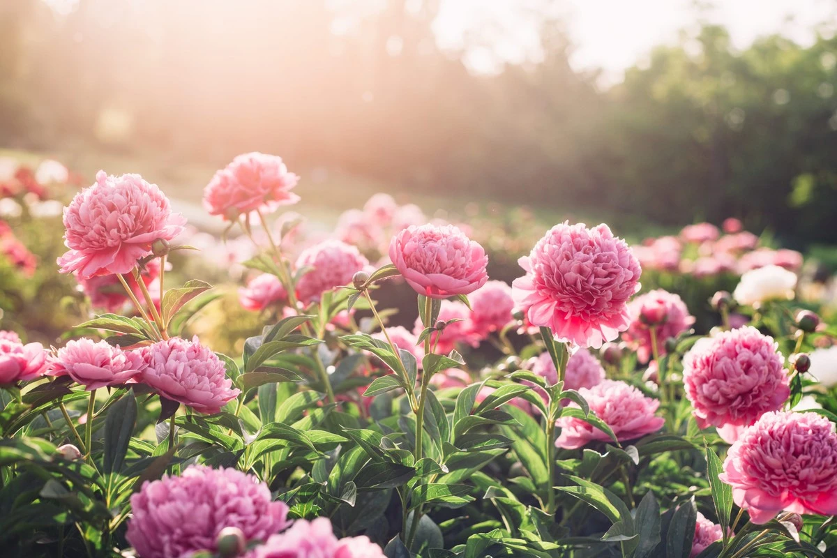 Paeonia (Pfingstrosen) y Paeonia lactiflora: el truco de expertos para salvarlas del calor - image 1