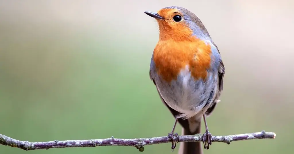 Pájaros en peligro: el truco del Reino Unido para salvarlos hoy mismo