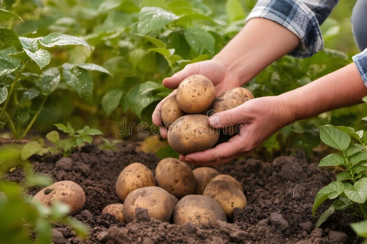 Patata (Solanum tuberosum) gigante: el truco del fertilizante para duplicar tu cosecha en junio - image 1