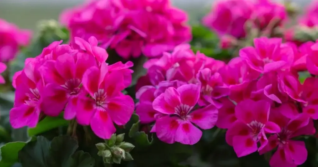 Pelargonium sin flores: el truco rico en Fósforo para una floración explosiva