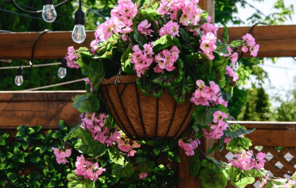 Pelargonium sin flores: el truco rico en Fósforo para una floración explosiva - image 1