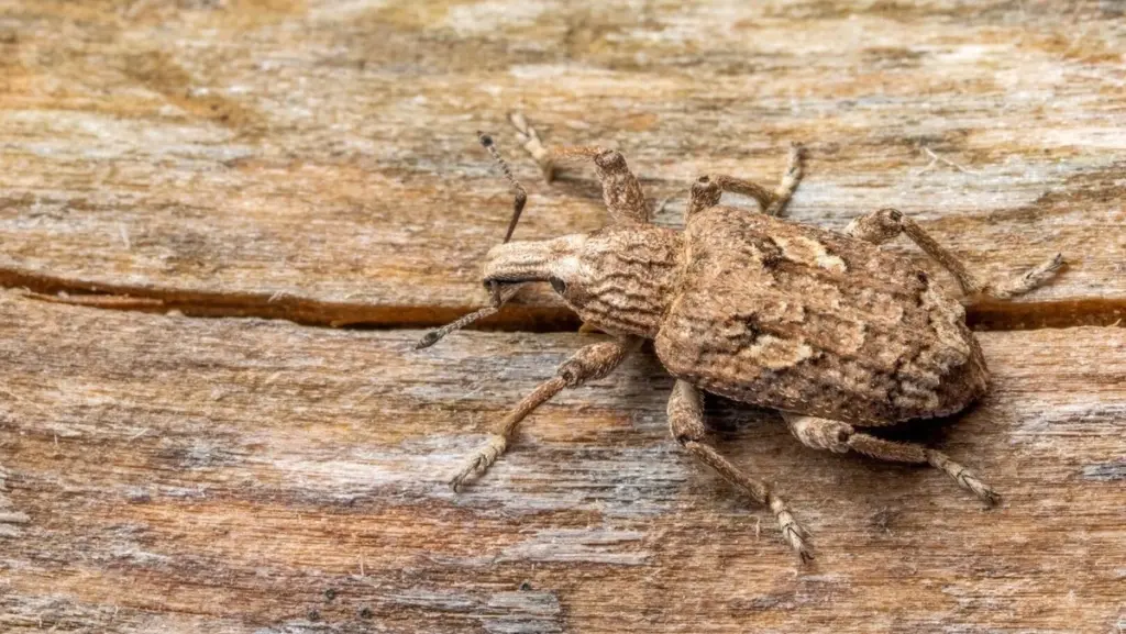 Peligro en casa: por qué la Policía de la República Checa vigila este insecto