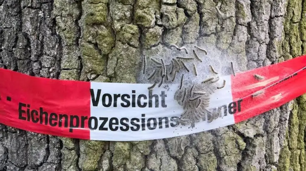 Peligro procesionaria del roble: la sentencia contra Amt Unterspreewald que te protege
