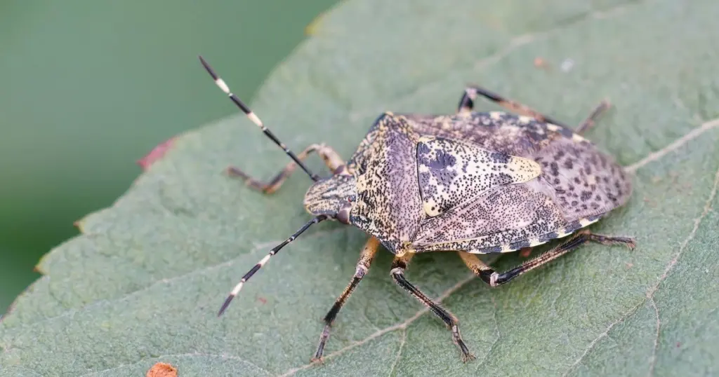 Pentatomidae en casa: el truco de la Menta para alejarlas sin olores