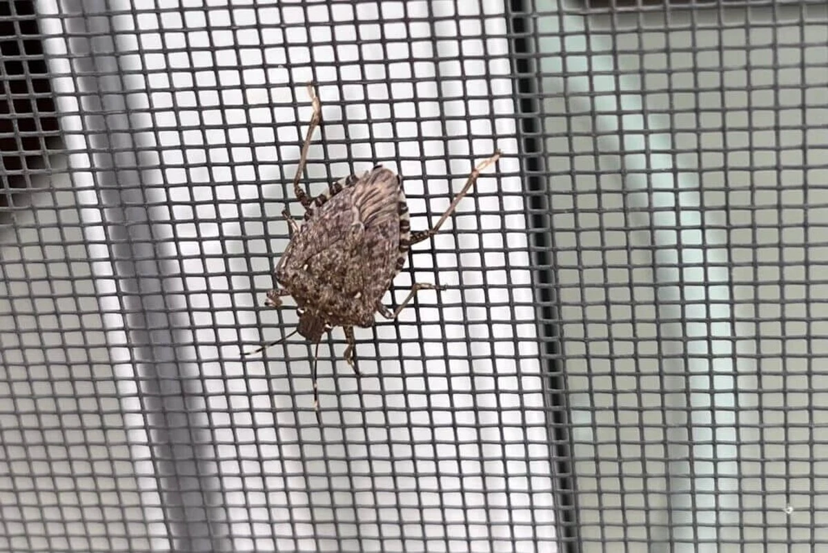 Pentatomidae en casa: el truco de la Menta para alejarlas sin olores - image 1