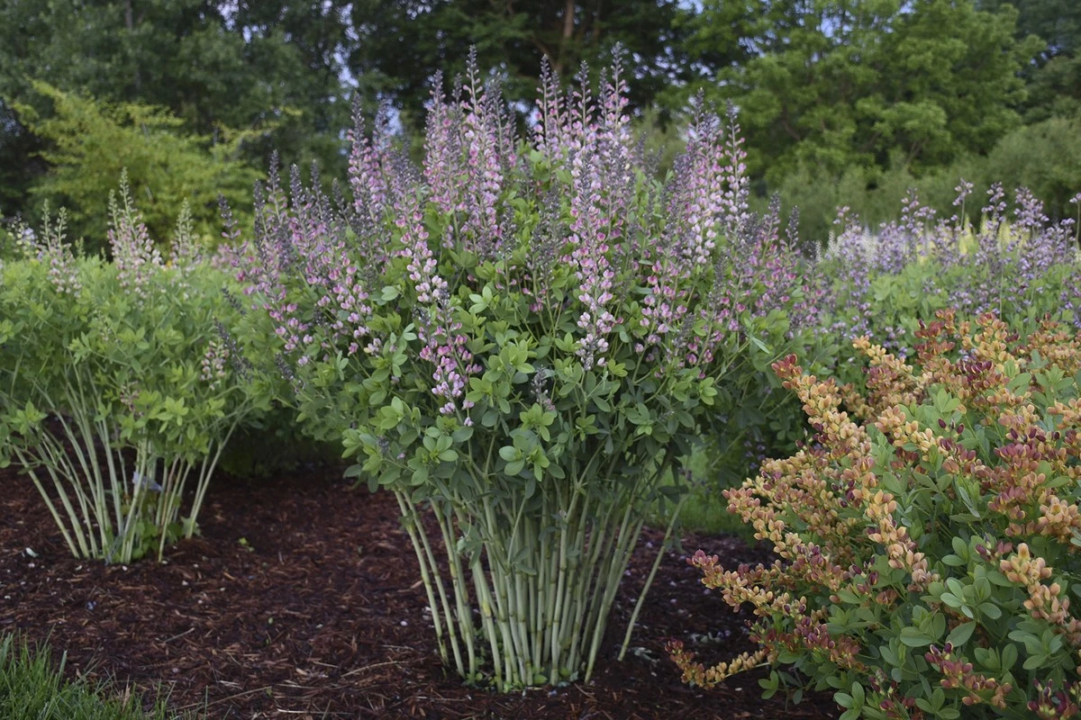 Peonías siempre perfectas: por qué la Baptisia es su compañera secreta - image 1