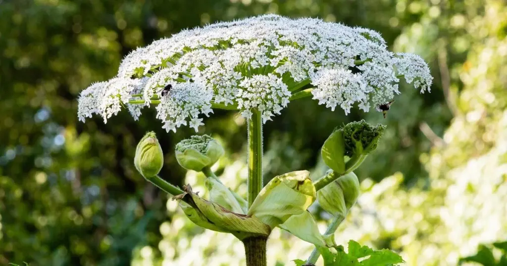Perejil gigante de Sosnowsky: la planta que Francia vigila y cuesta 150.000€