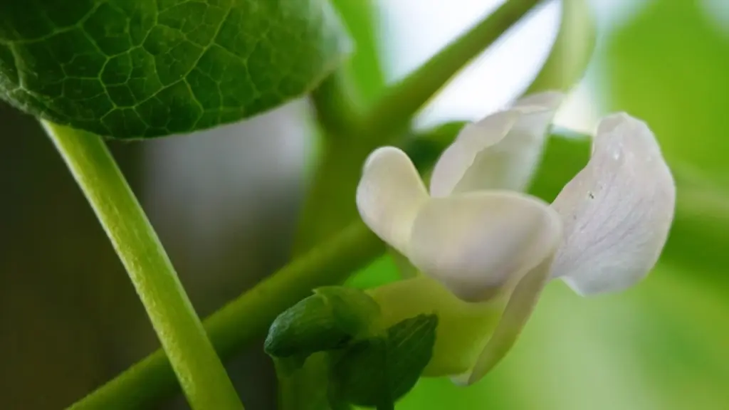 Phaseolus vulgaris y el secreto de la Inceptina: así atrae ayuda ante plagas