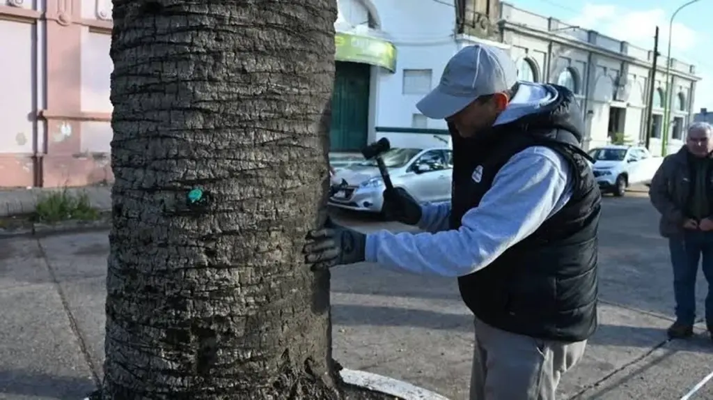 Picudo rojo en Gualeguaychú: el método de 2026 para salvar tus palmeras