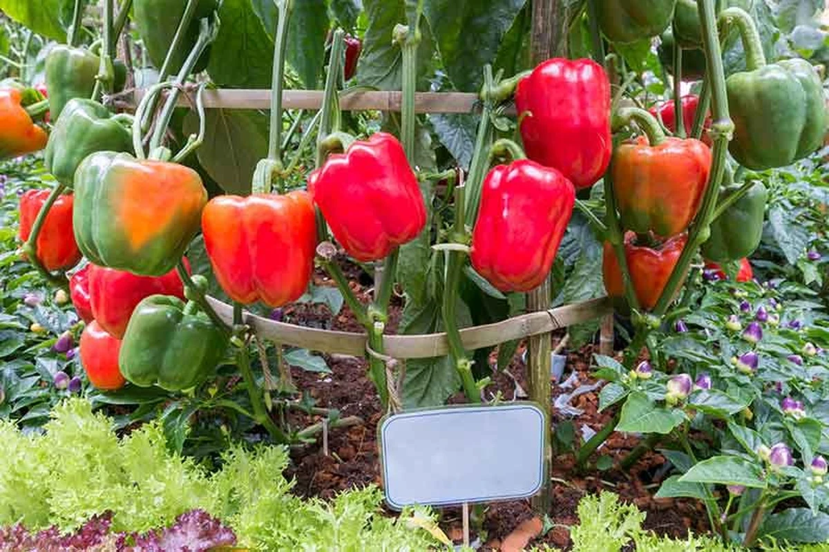 Pimiento dulce gigante: aplica este truco antes que termine junio - image 1