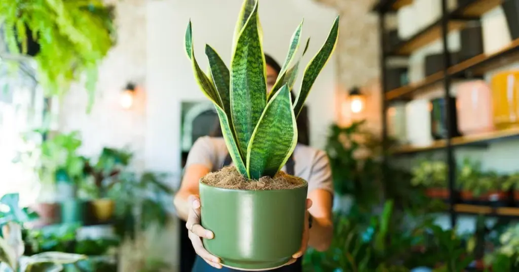 Pisos sin luz: el truco con Spathiphyllum wallisii y Sansevieria trifasciata