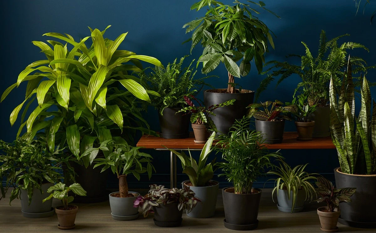 Pisos sin luz: el truco con Spathiphyllum wallisii y Sansevieria trifasciata - image 1