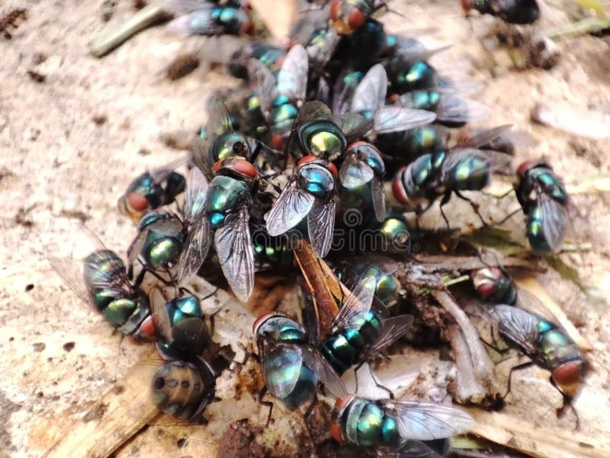 Plaga de moscas en Martorelles: el fallo en 500 toneladas de plástico que activó la alerta - image 1