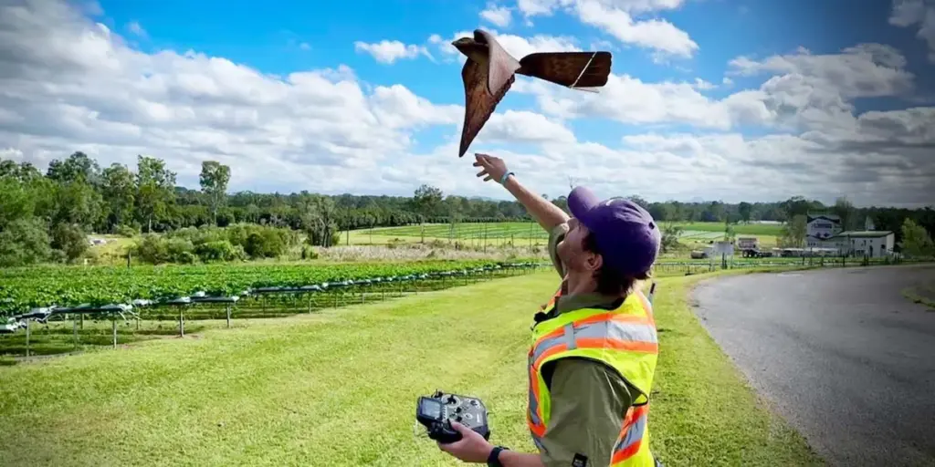 Plagas en el campo: el RoBird de Australia que salva el 90% de la cosecha