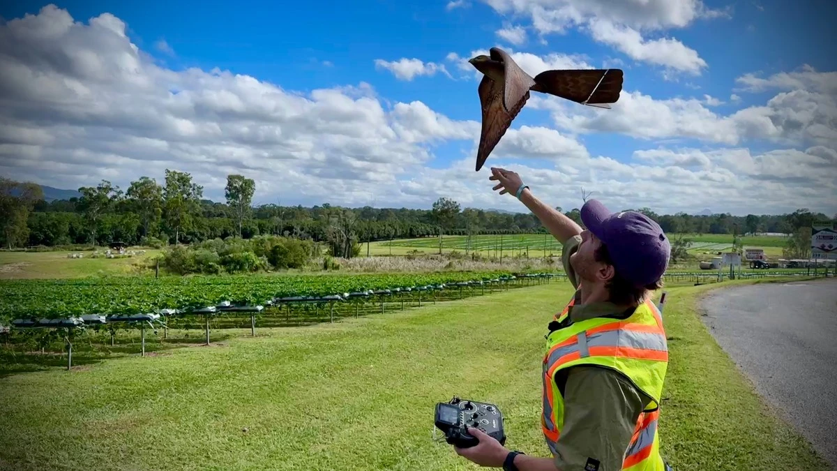 Plagas en el campo: el RoBird de Australia que salva el 90% de la cosecha - image 1