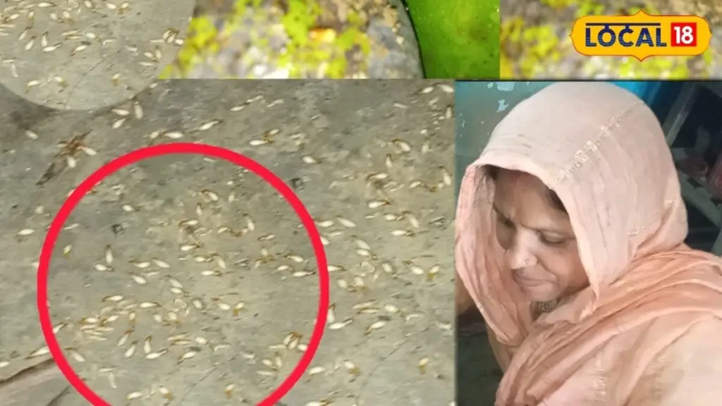 Plagas en el Mango: el secreto de Mithilanchal para protegerlo sin químicos