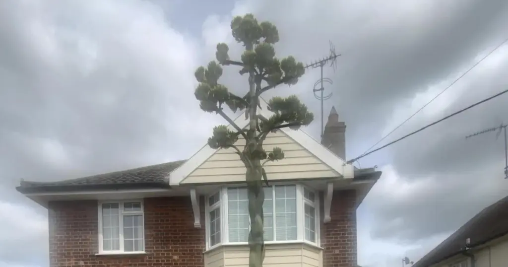 Planta del siglo: el truco del corcho para tener este Agave americana