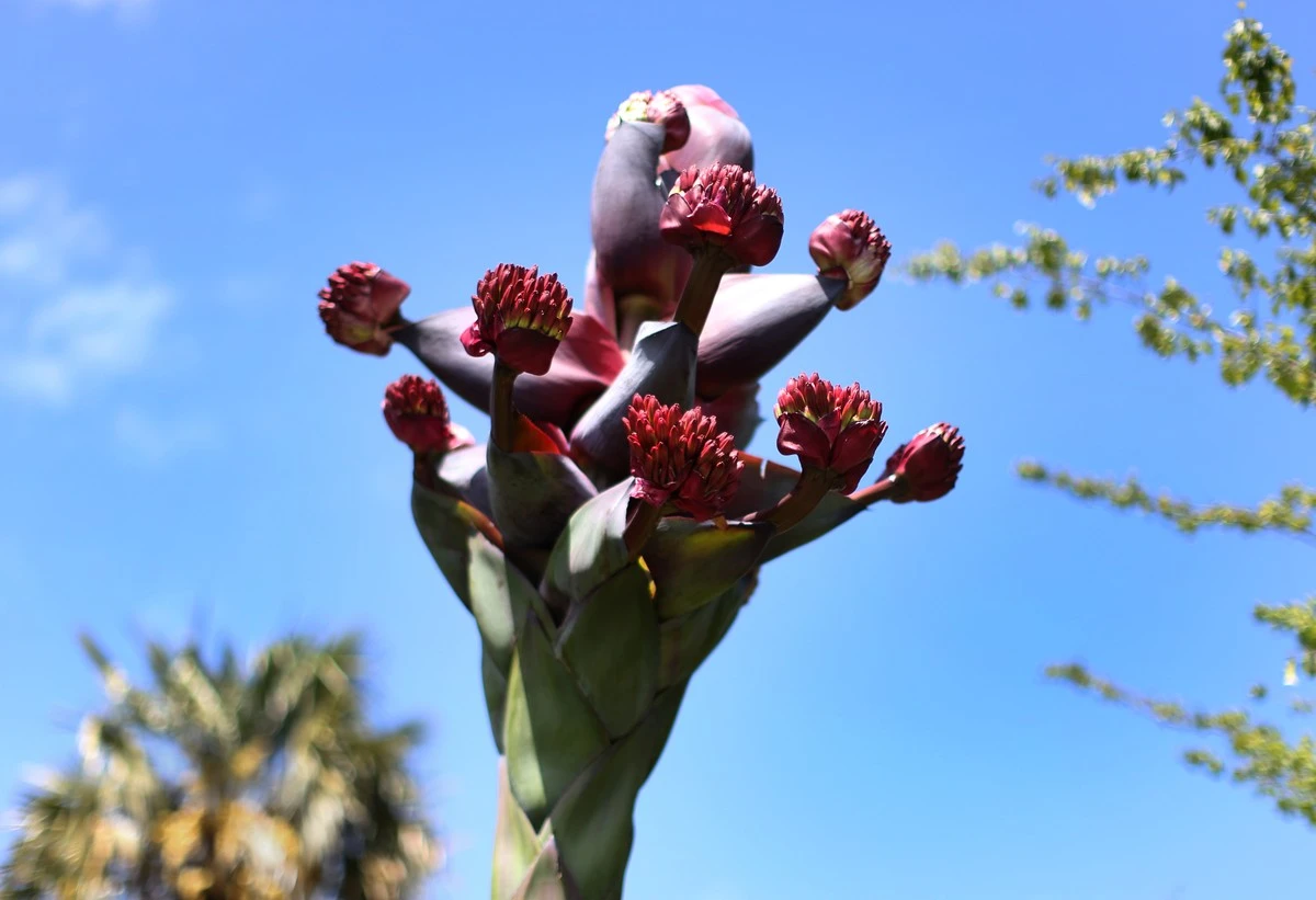 Planta del siglo: el truco del corcho para tener este Agave americana - image 1