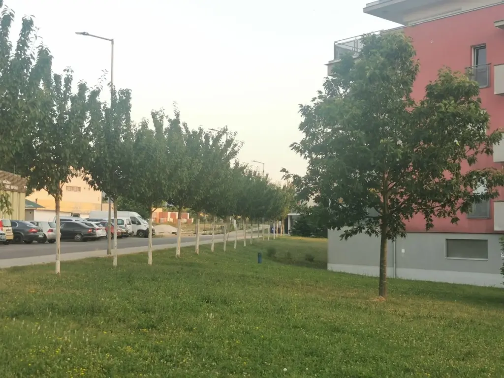 Plantar Árboles en ciudad: el error de 3.000€ que daña Redes de ingeniería