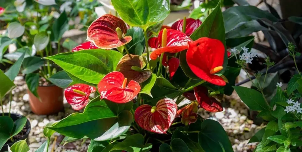 Plantas de interior en invierno: el truco clave para que no mueran
