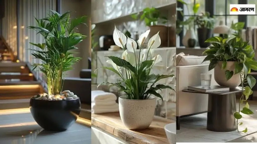 Plantas de interior: el truco de la maceta inteligente para que no mueran