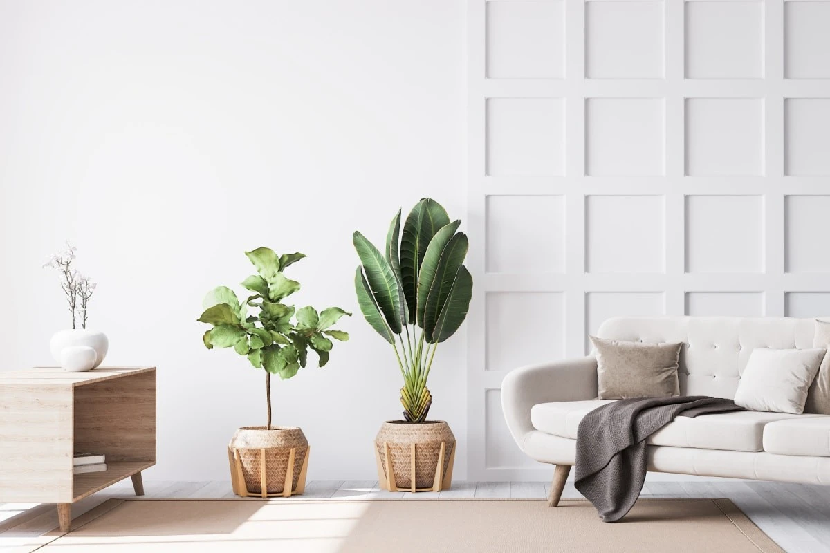Plantas de interior para rincones oscuros: el truco de la Sansevieria - image 1