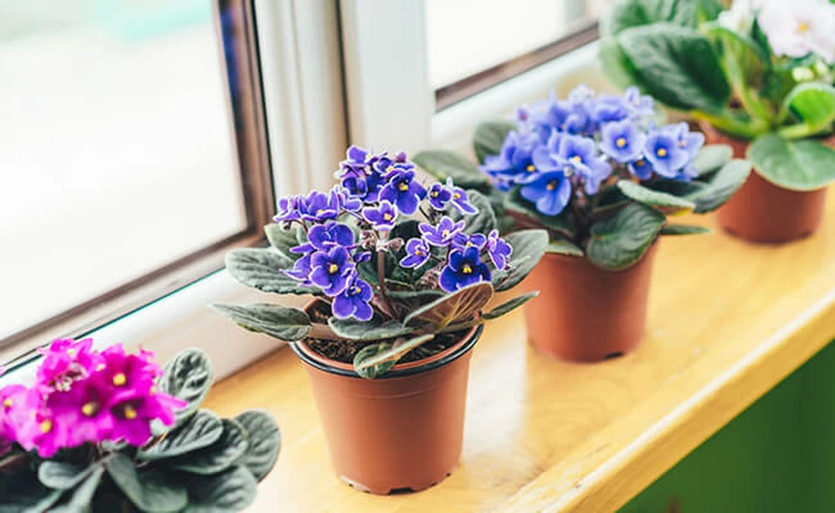Plantas de interior en invierno: el truco clave para que no mueran - image 1