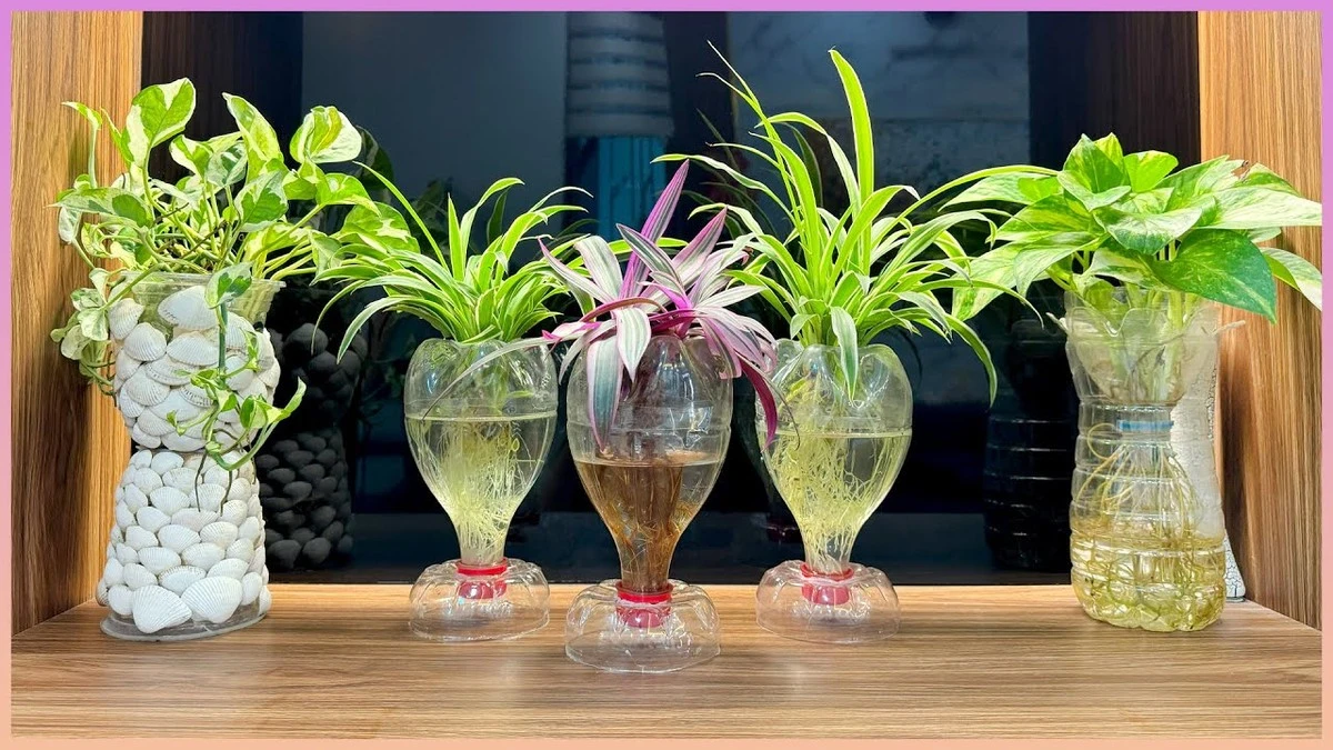 Plantas de interior sin tierra: el truco de la Planta araña en agua - image 1