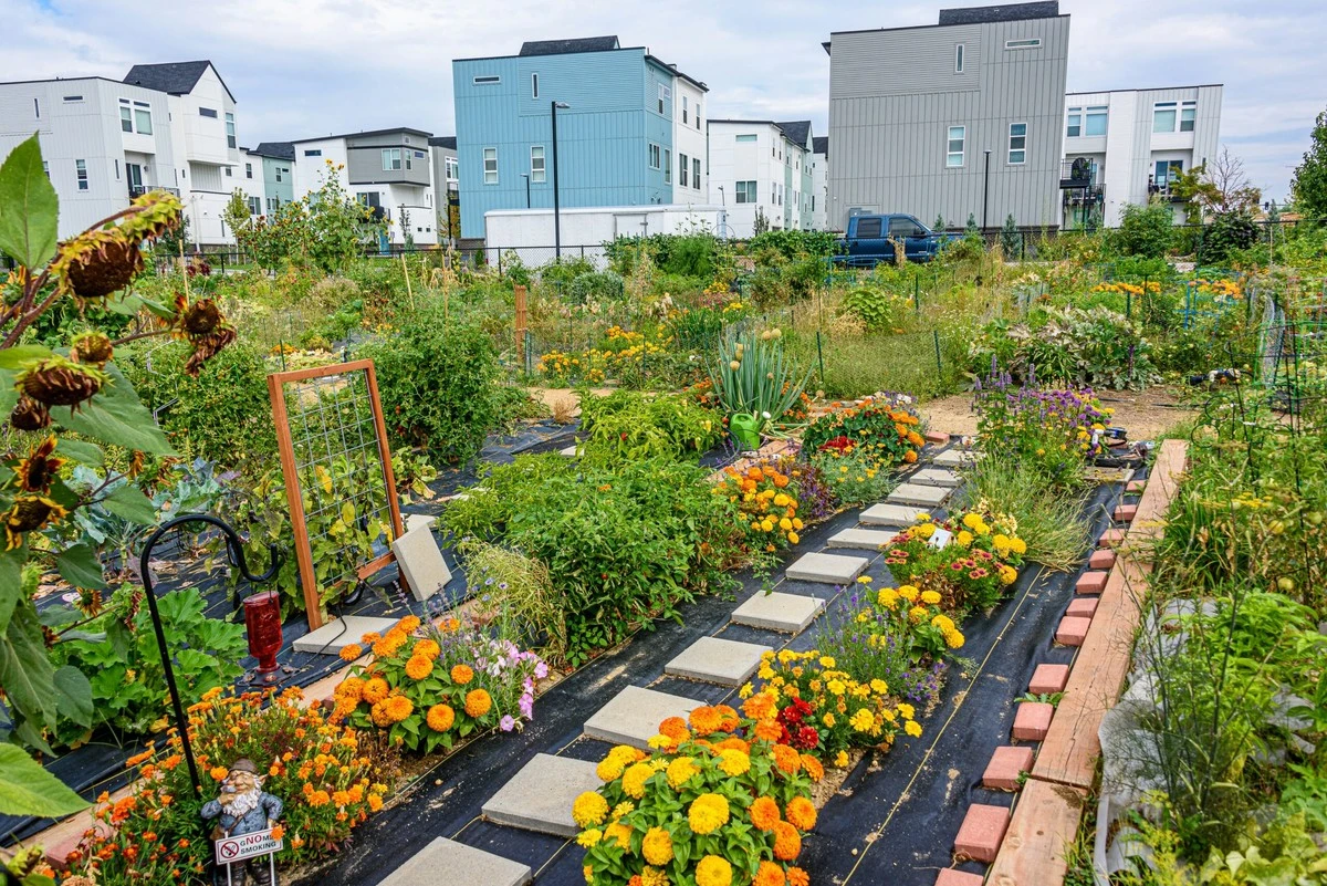 Plantas del súper: el truco de Michelle Hamlet en Caddlehill Allotment Gardens para ahorrar un 50% - image 1