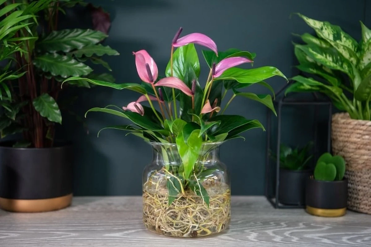 Plantas en agua: el truco para que tu Poto y Filodendro crezcan sin tierra - image 1