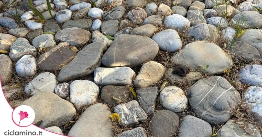 Plantas en maceta: el truco de la piedra que reduce 5 grados de calor