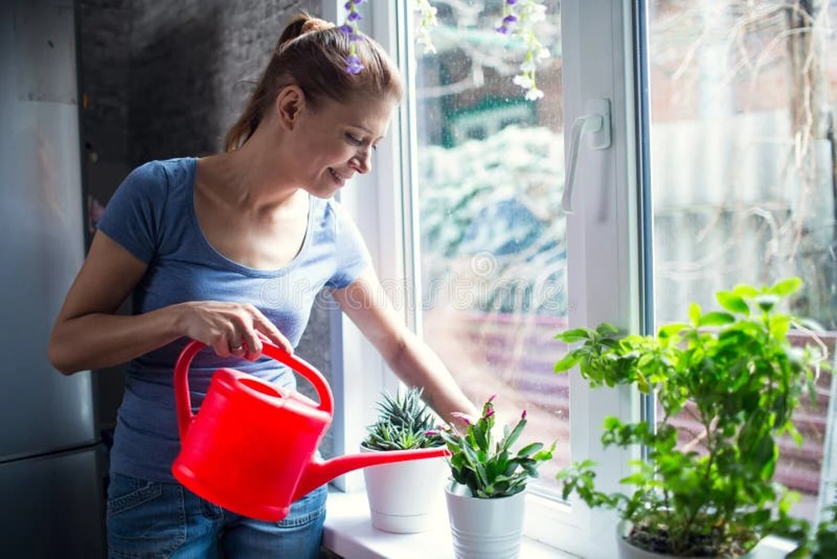 Plantas marchitas: el truco de las 4 horas para una hidratación profunda de su piel - image 1