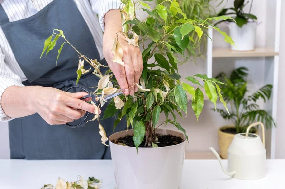 Plantas marchitas por el calor: el truco del arroz y el riego ideal - image 1