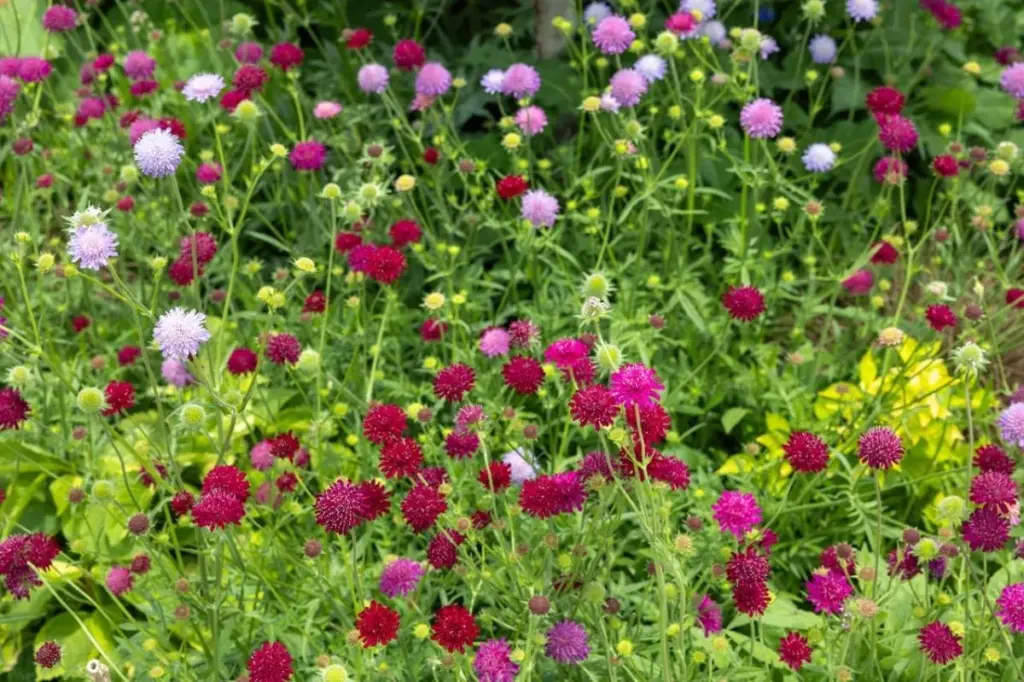 Plantas perennes: el truco del Ayase Rose Garden para un jardín eterno