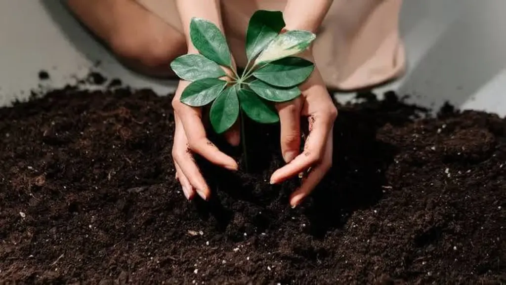Plantas que no crecen: el método para restaurar tu suelo hoy mismo