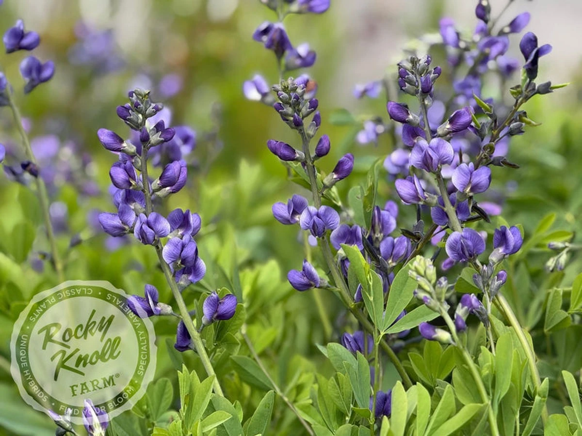 Plantas que se secan: el secreto de la Baptisia y Baptisia australis - image 1