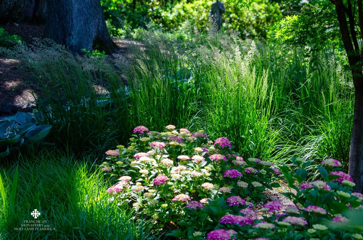 Plantas siempre verdes: el secreto de Alexanderdorf y la Abadía de Santa Gertrudis - image 1